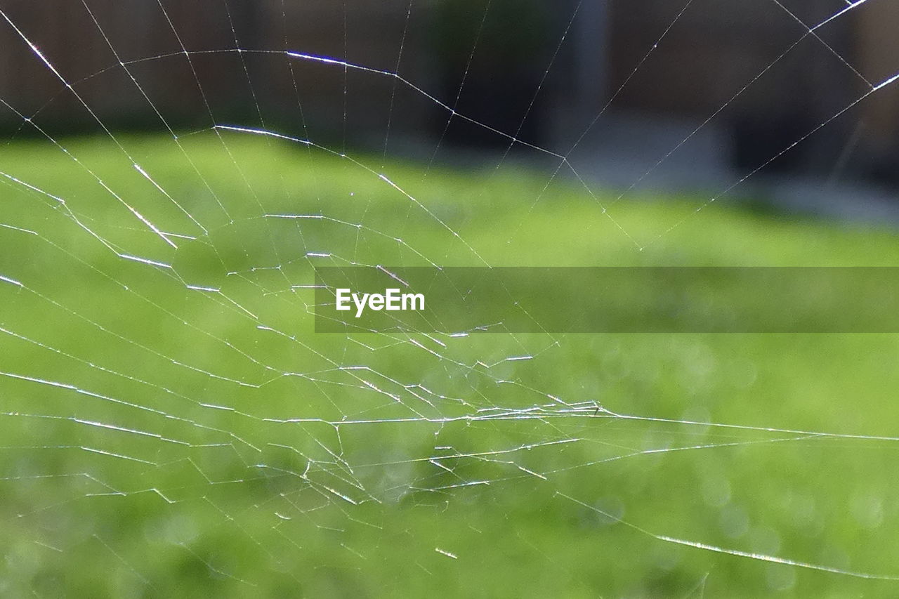 FULL FRAME SHOT OF SPIDER ON WEB