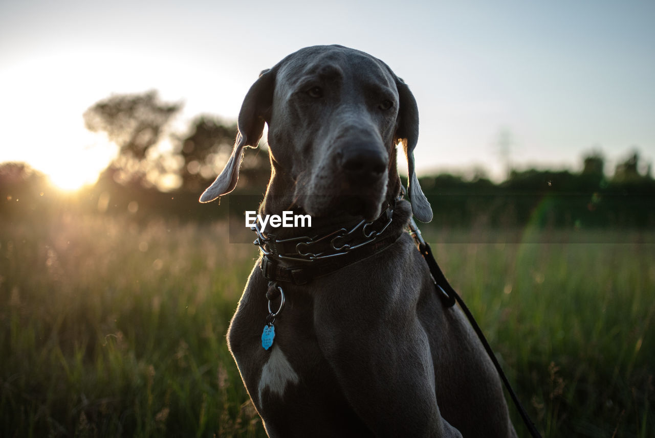 Close-up of dog on field against sky