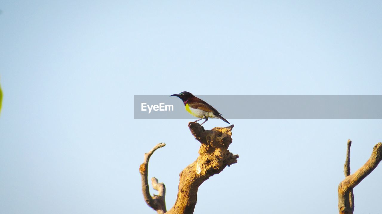 Sunbird perching on branch against clear sky
