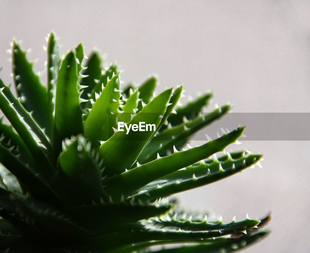 Close-up of succulent plant