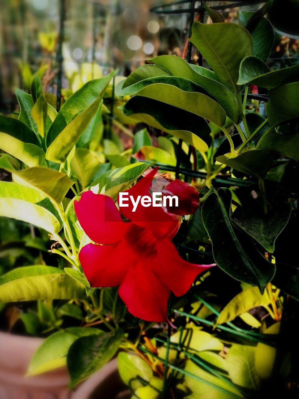 CLOSE-UP OF RED FLOWER BLOOMING