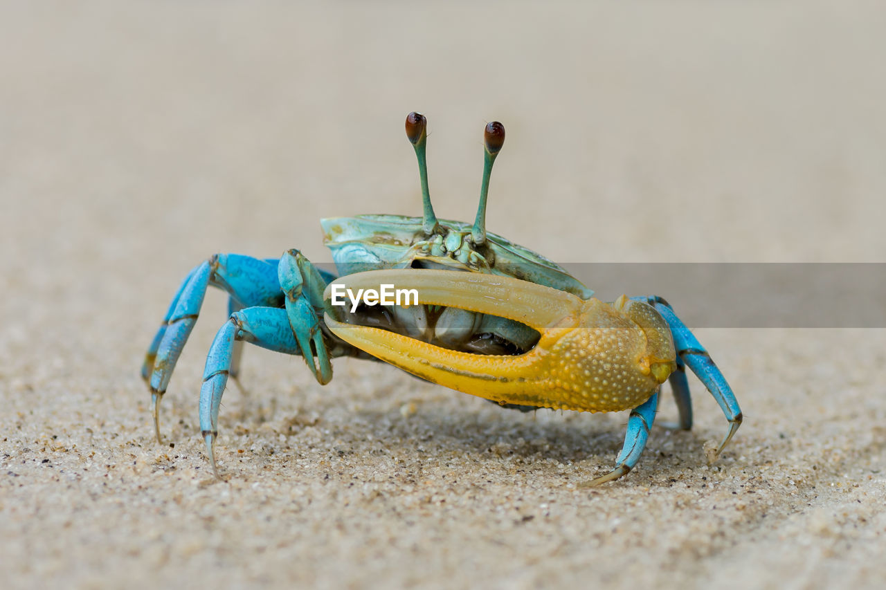 Beautiful blue crab