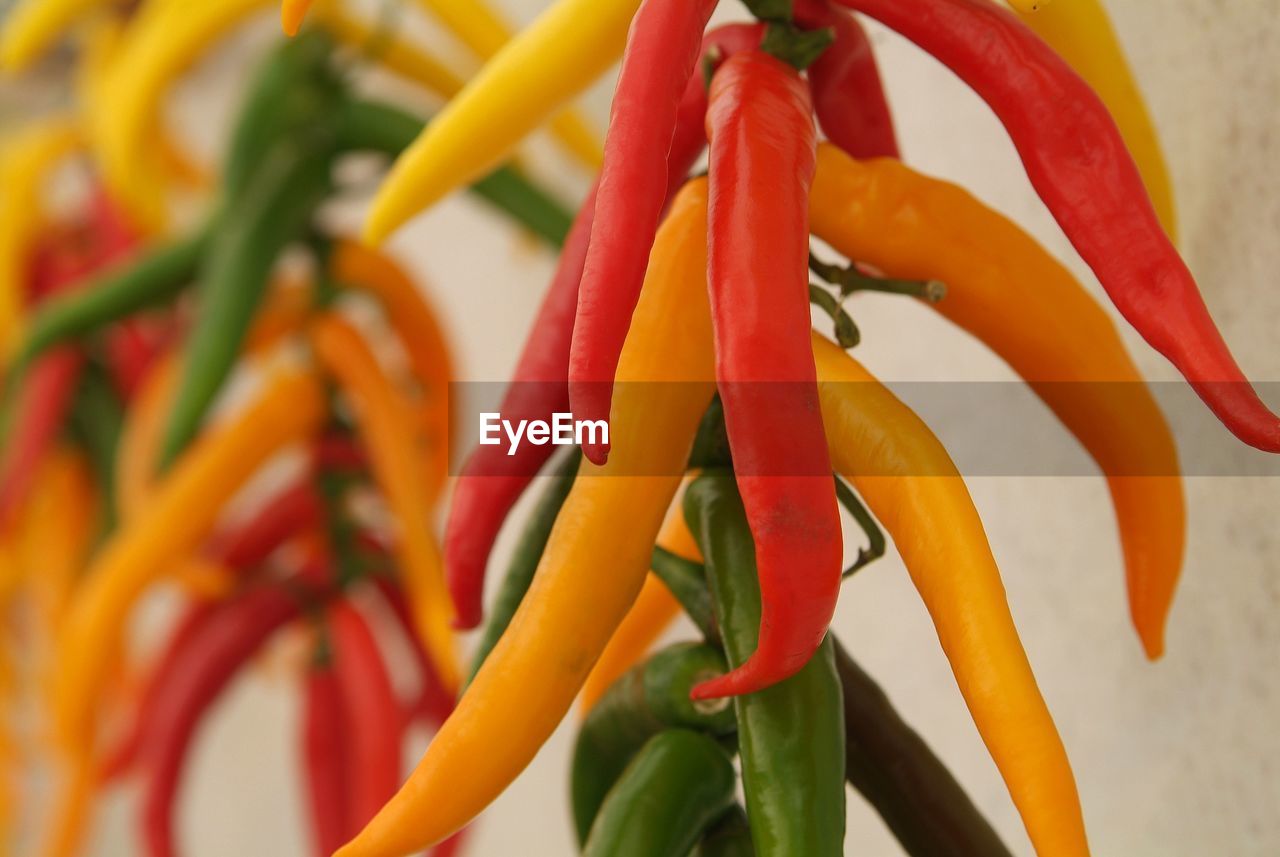 CLOSE-UP OF RED CHILI PEPPER