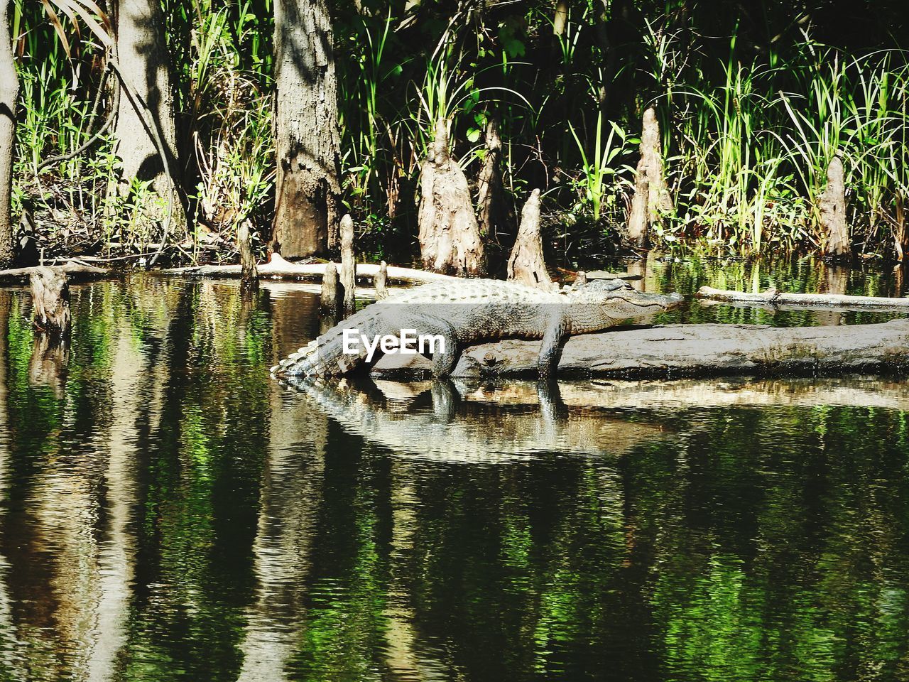 VIEW OF A LAKE