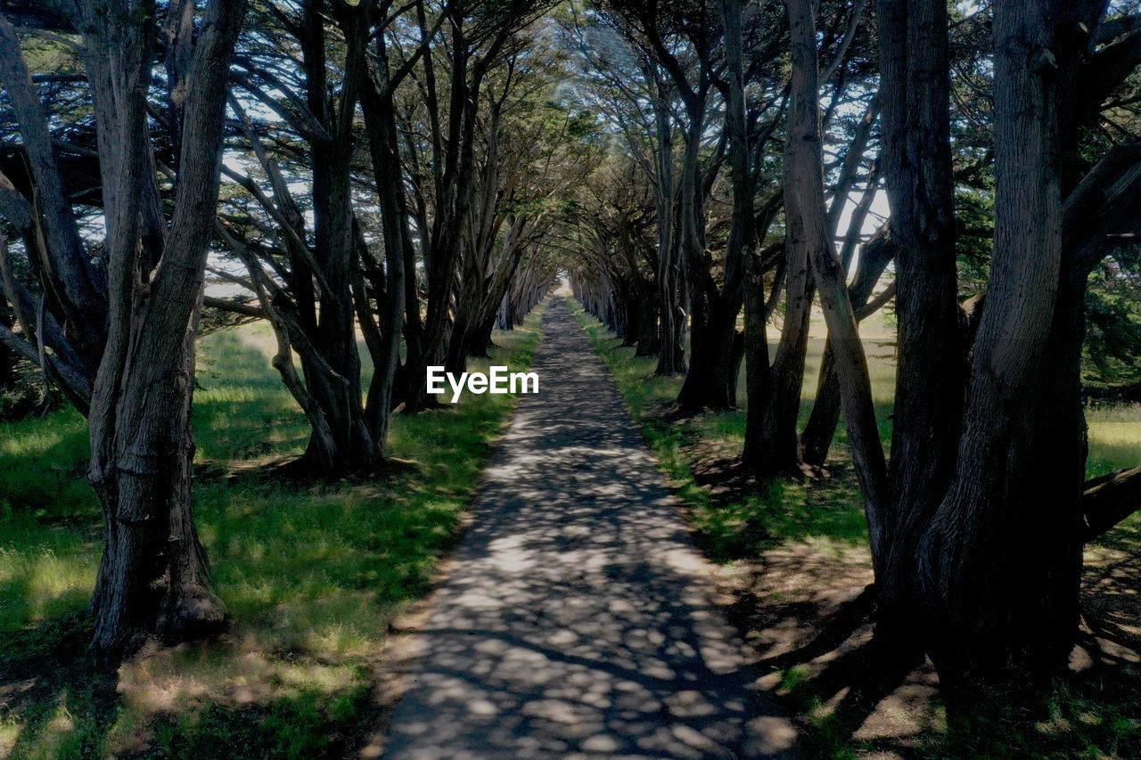 Road amidst trees in forest