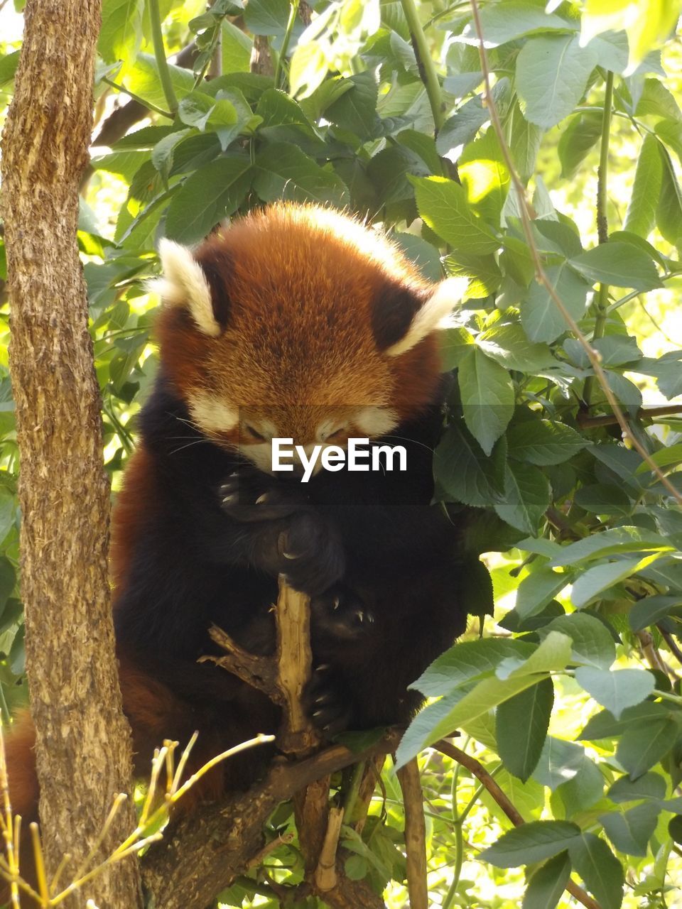 Close-up of an animal on branch