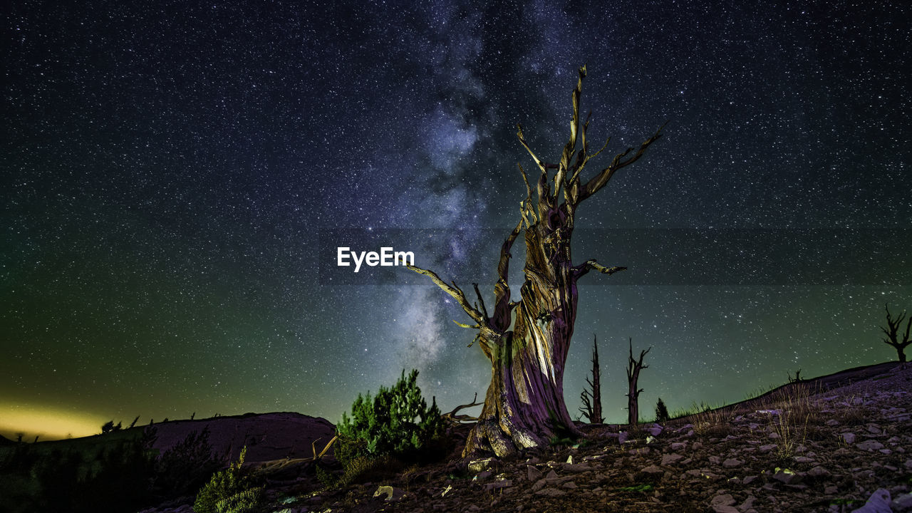 DEAD TREE AGAINST SKY