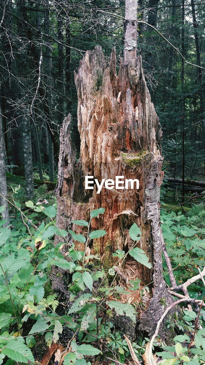 VIEW OF TREES IN FOREST