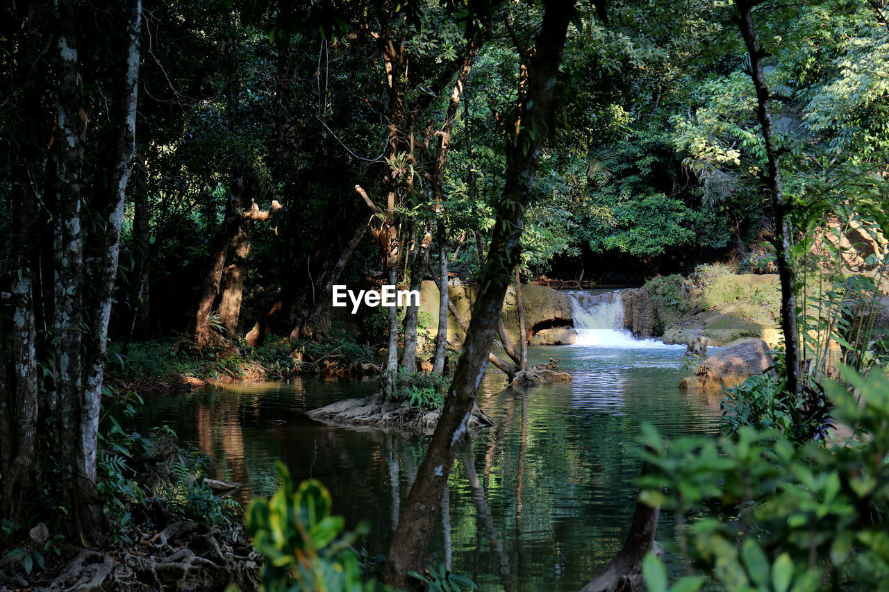 PLANTS AND TREES IN RIVER