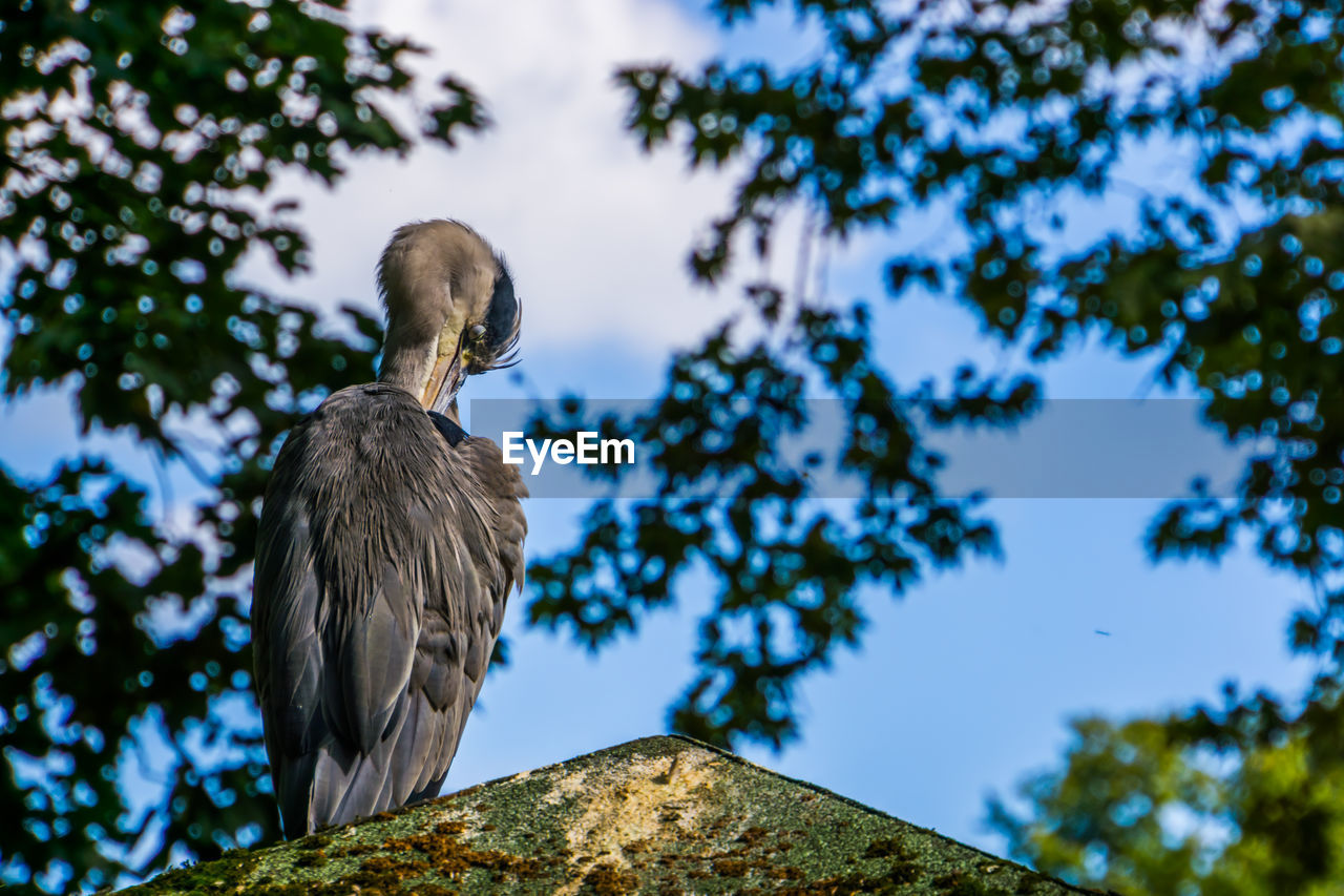 LOW ANGLE VIEW OF EAGLE PERCHING ON BRANCH