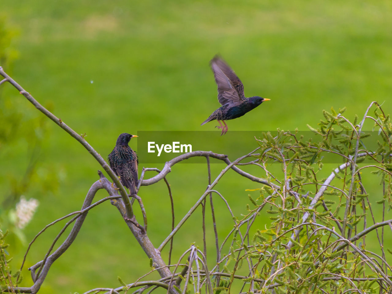 Bird flying against green background. starling, sturnus vulgaris, perched on blossoming willow tree