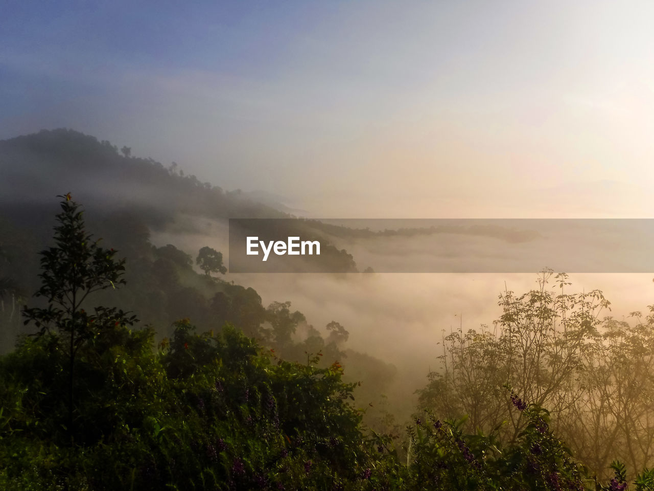 Scenic view of trees against sky during foggy weather