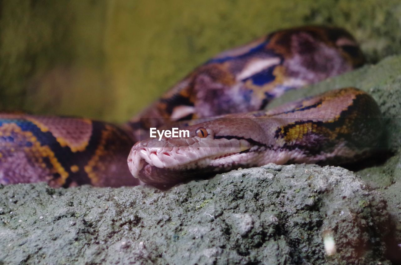 Close-up of alert snake