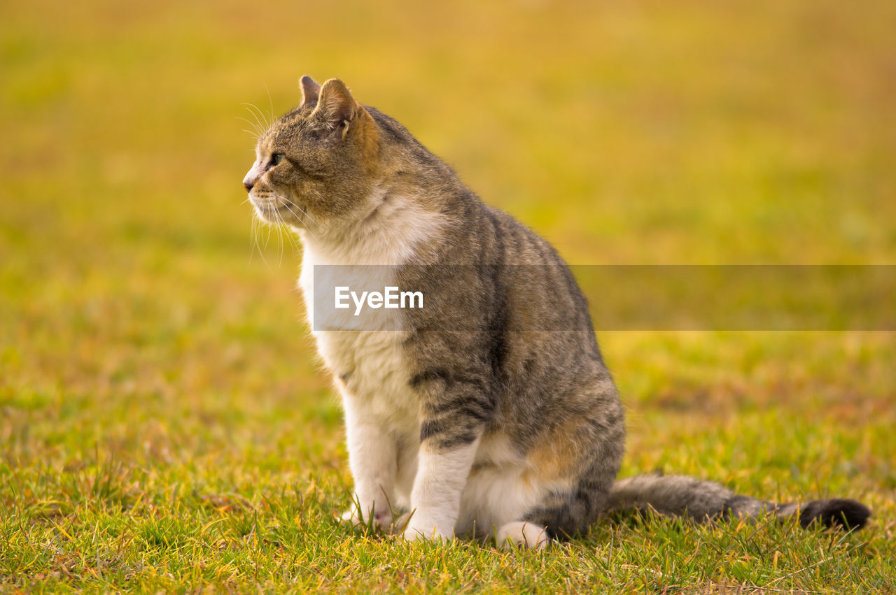 Cat sitting on grass in park