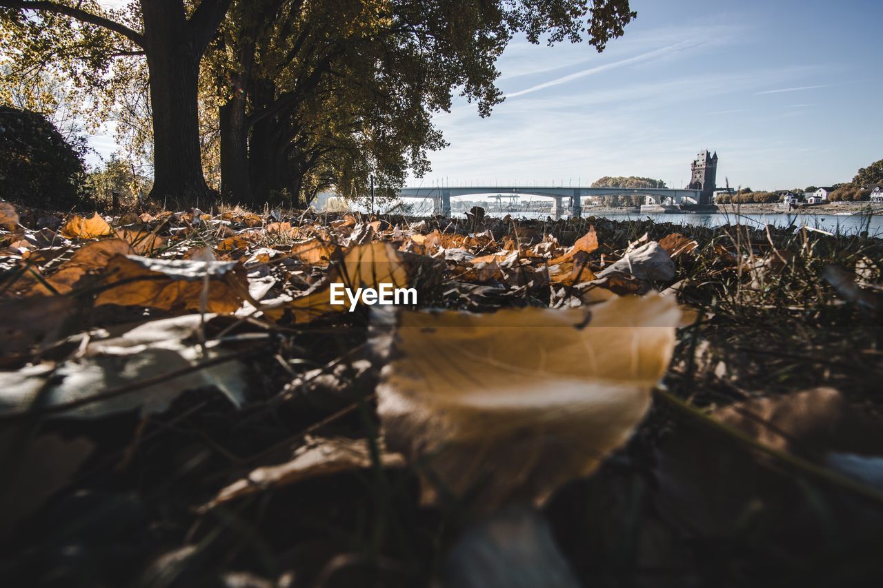 SURFACE LEVEL OF DRY LEAVES IN CITY