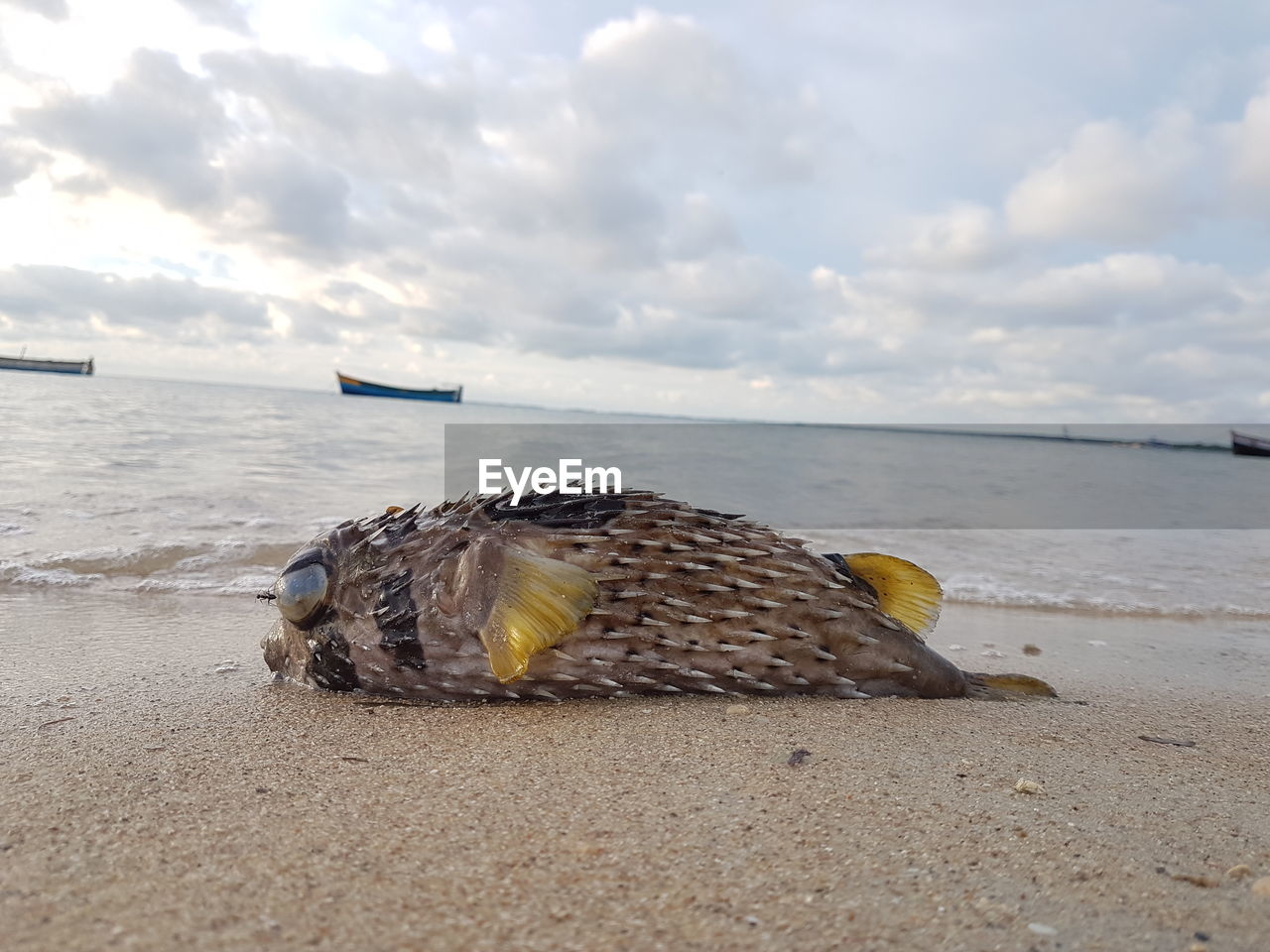 VIEW OF CRAB ON SAND