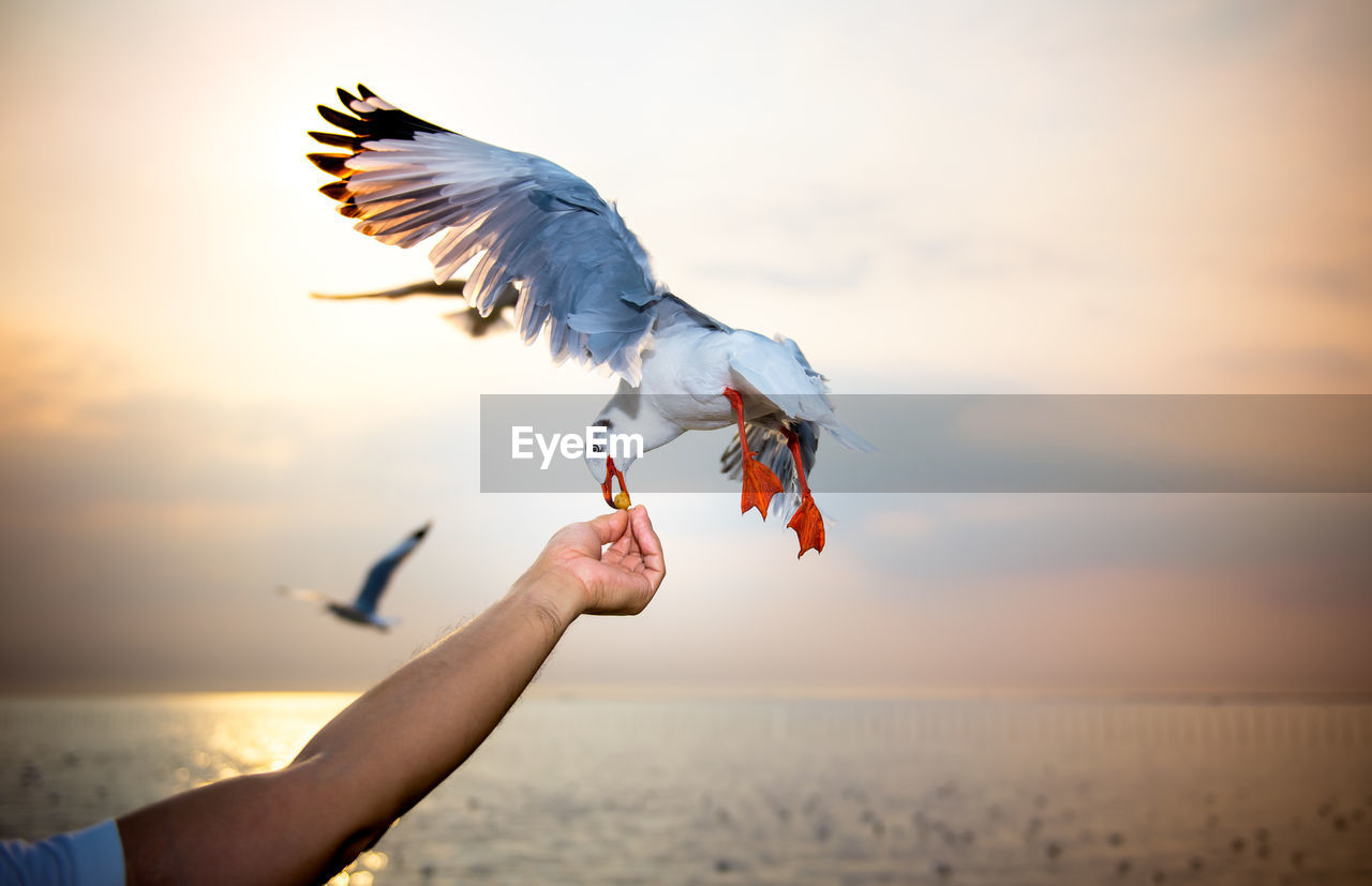 Low angle view of seagulls on sea against sky during sunset