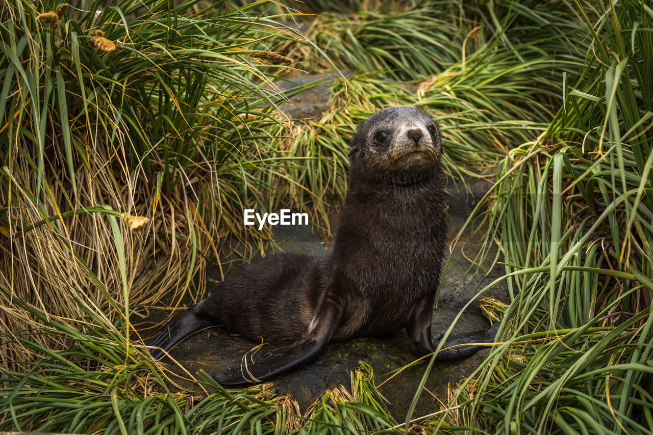 Antarctic fur seal pup in grass tussocks