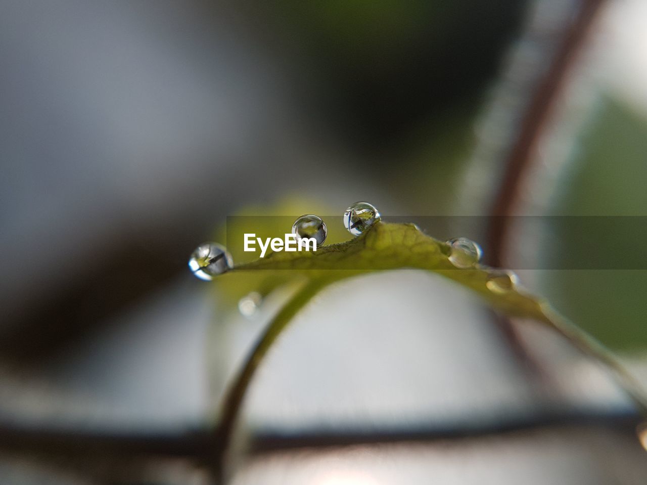 CLOSE-UP OF WATER DROP ON FLOWER