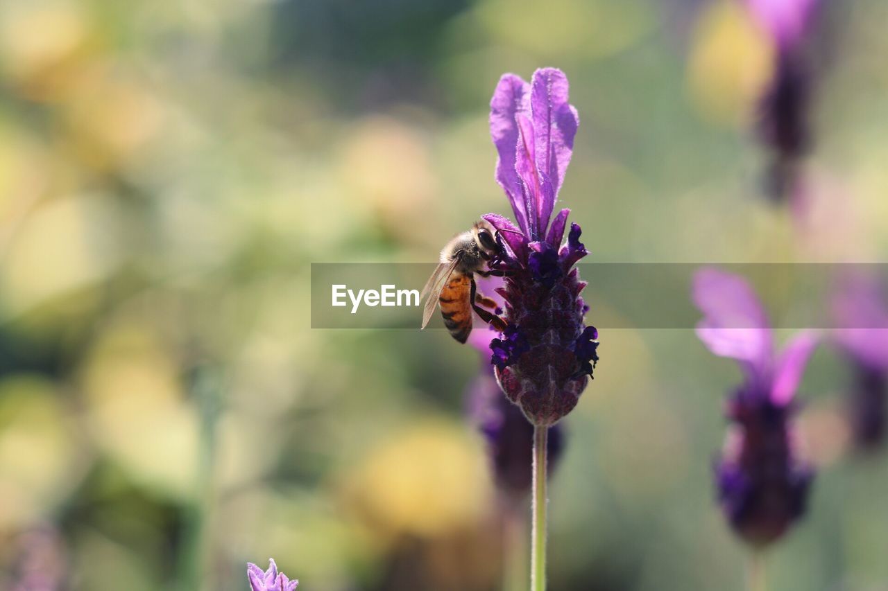 Close-up of insect on purple flower