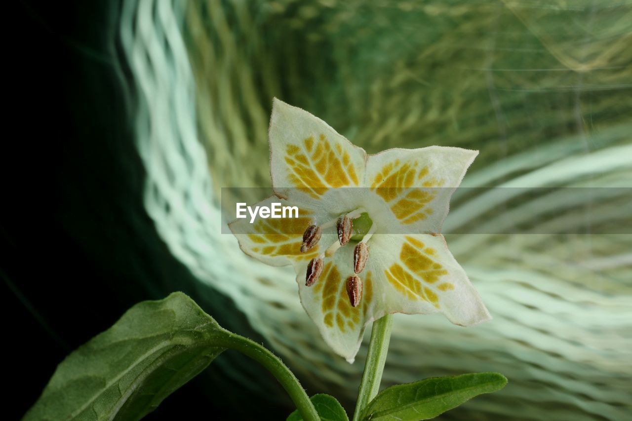 CLOSE-UP OF YELLOW LOTUS WATER LILY IN GARDEN