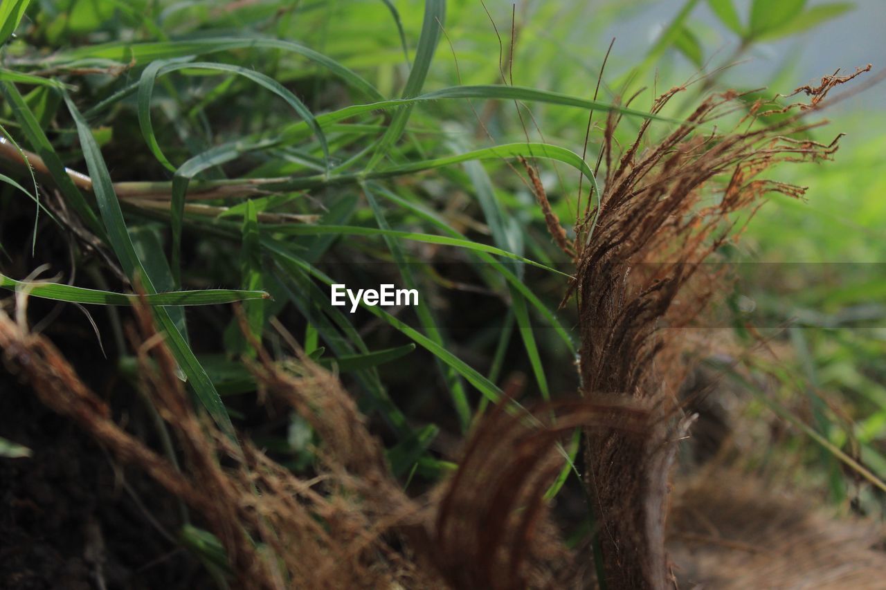 Close-up of grass on field