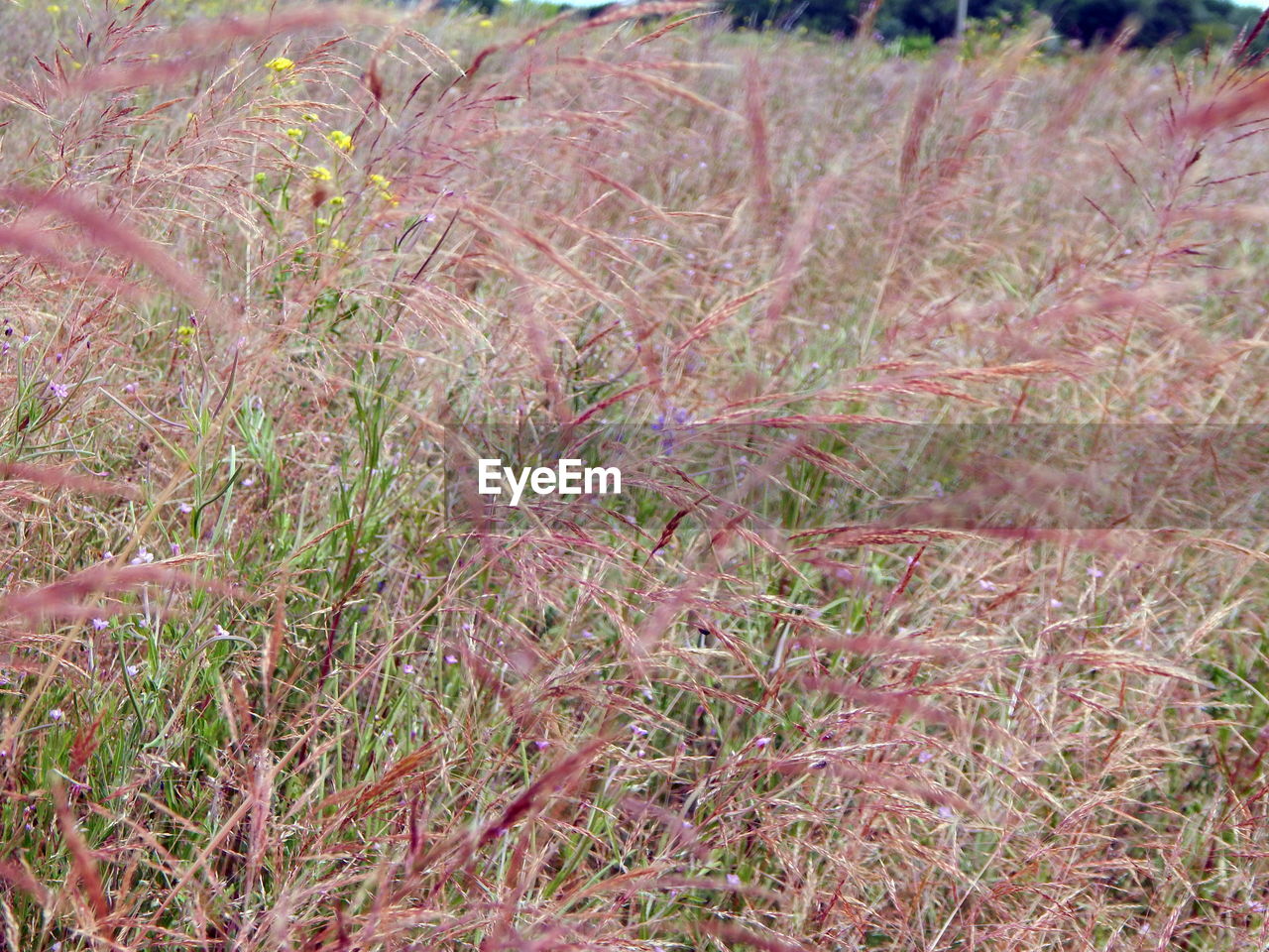 HIGH ANGLE VIEW OF PLANTS ON FIELD