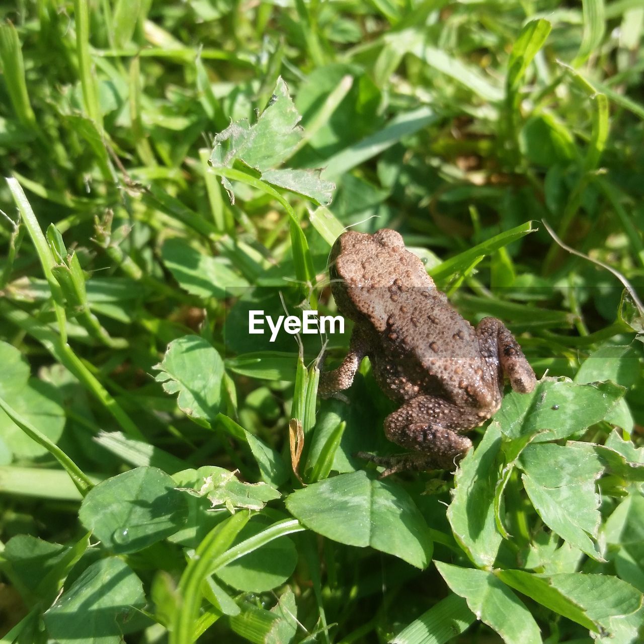 Close-up of frog on plants