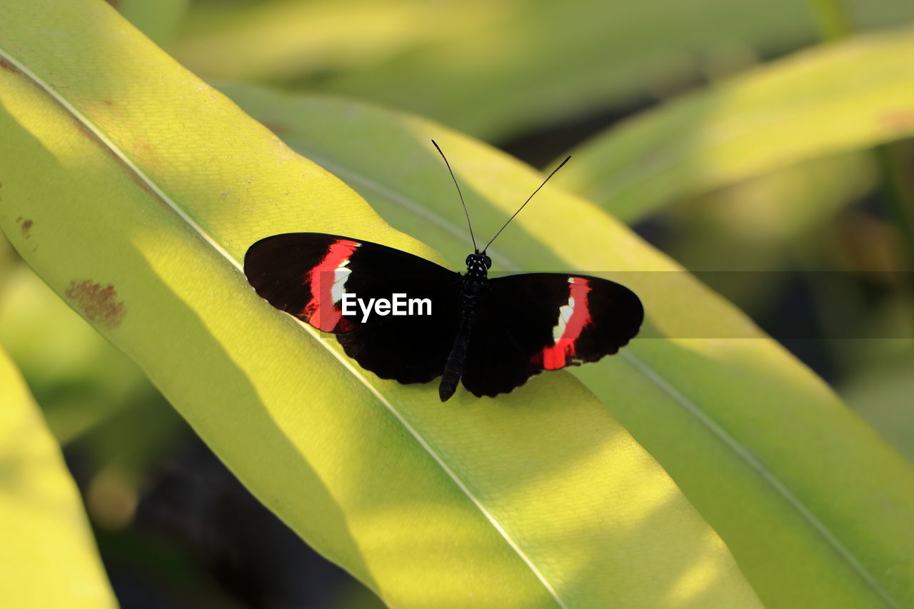 CLOSE-UP OF BUTTERFLY ON FLOWER