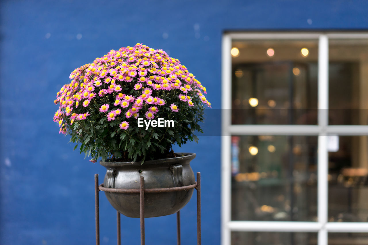 Flower pot against window