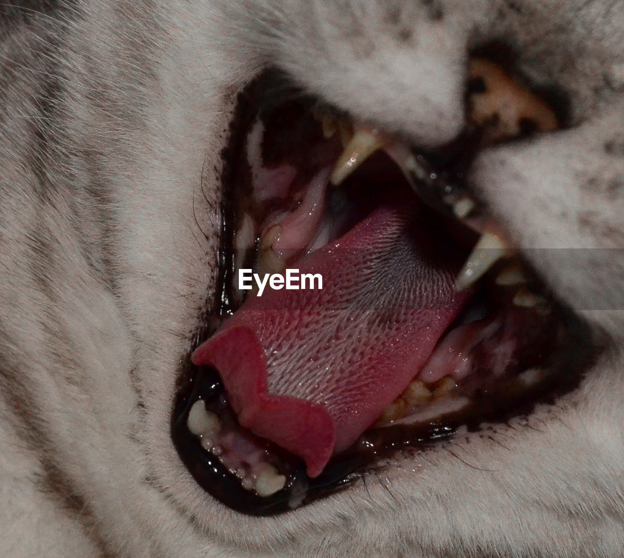 CLOSE-UP OF DOG WITH MOUTH OPEN