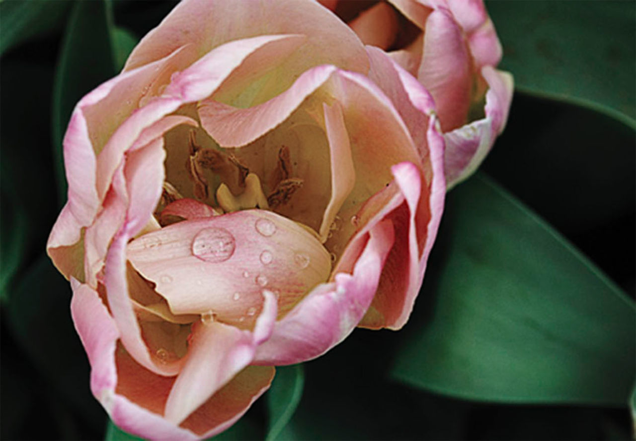 CLOSE-UP OF PINK ROSES