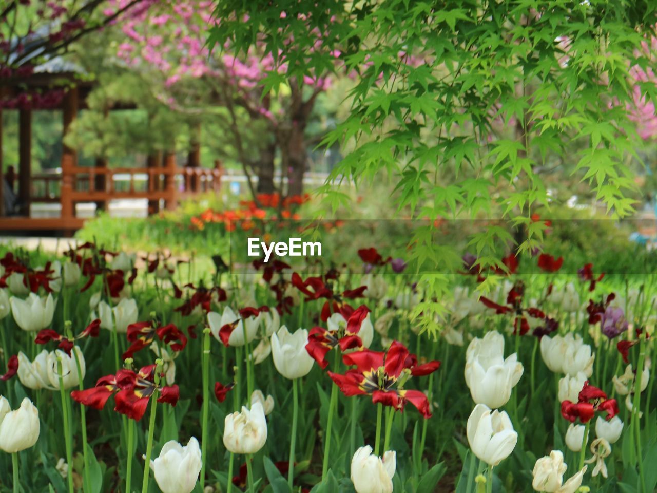 CLOSE-UP OF FLOWERING PLANTS