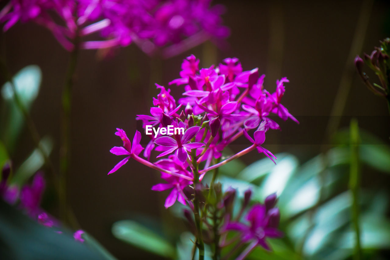 Close-up of pink flower