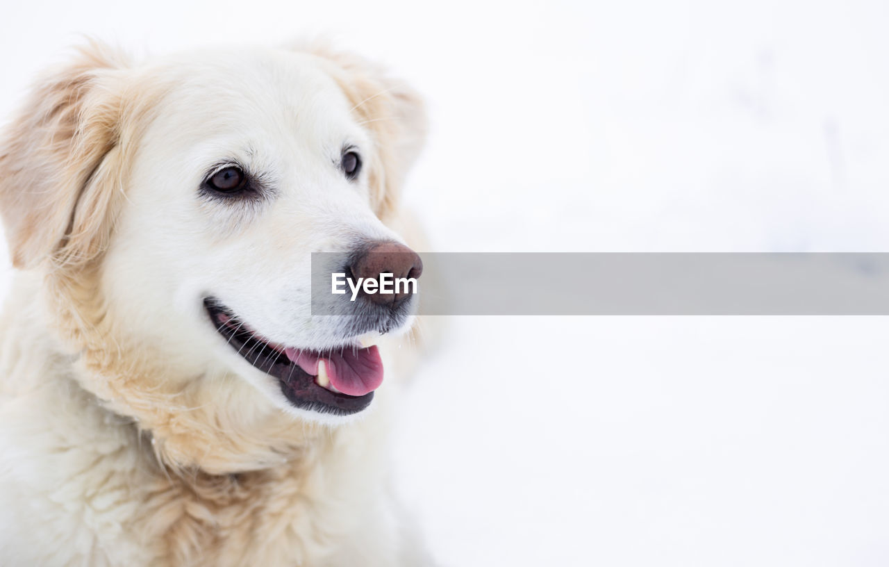 Large labrador retriever dog in winter landscape lies in the snow in snowdrift.