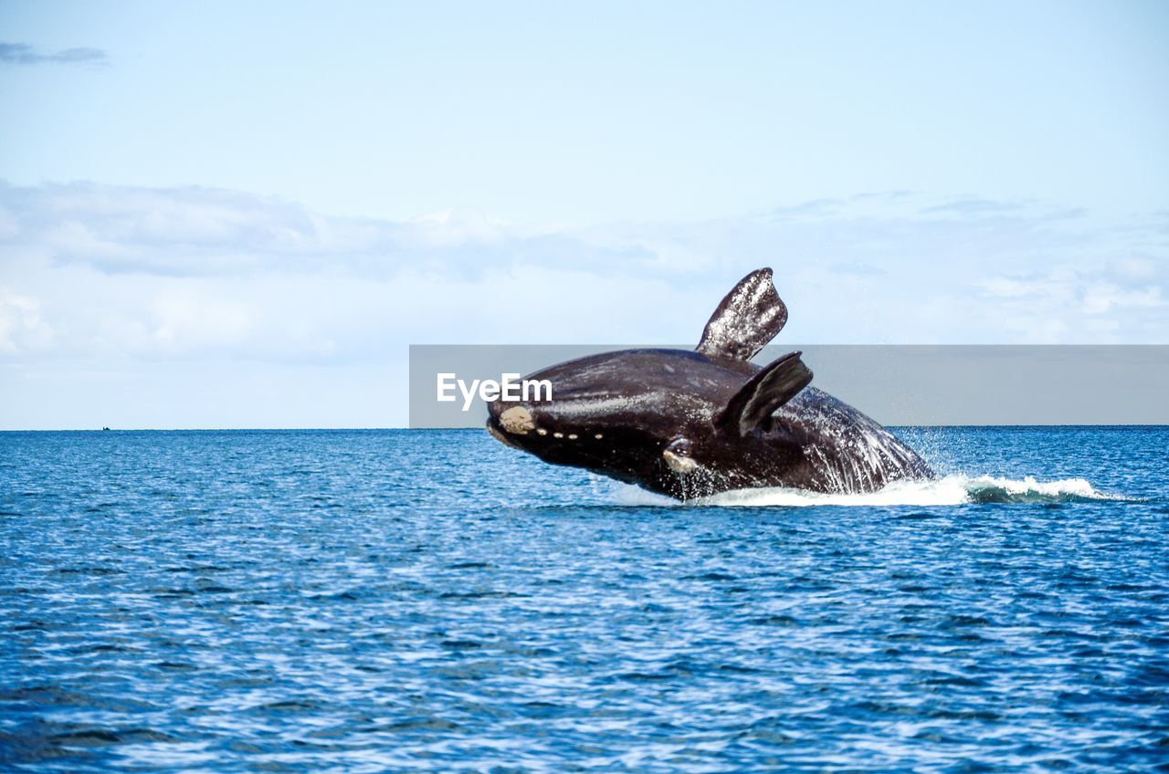 View of whale in sea