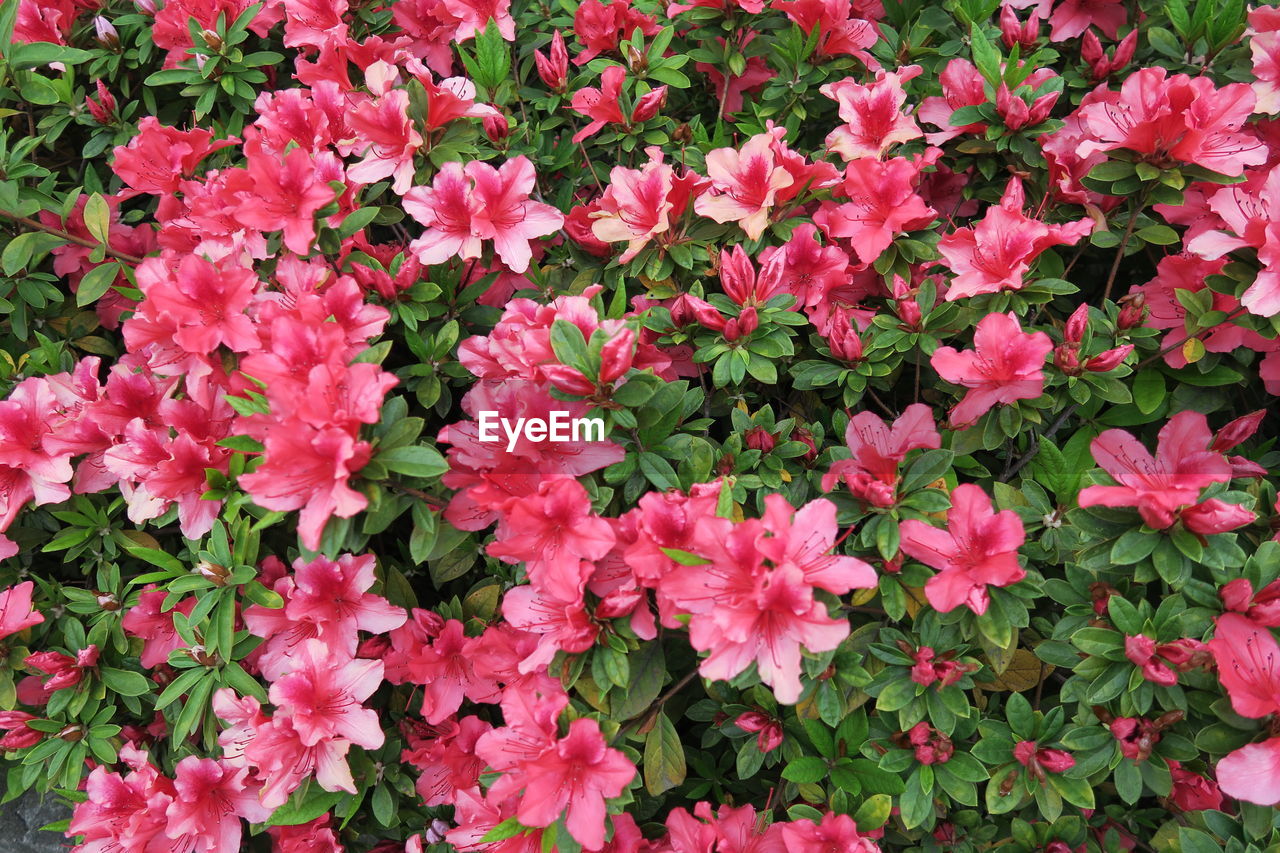 High angle view of pink flowering plants