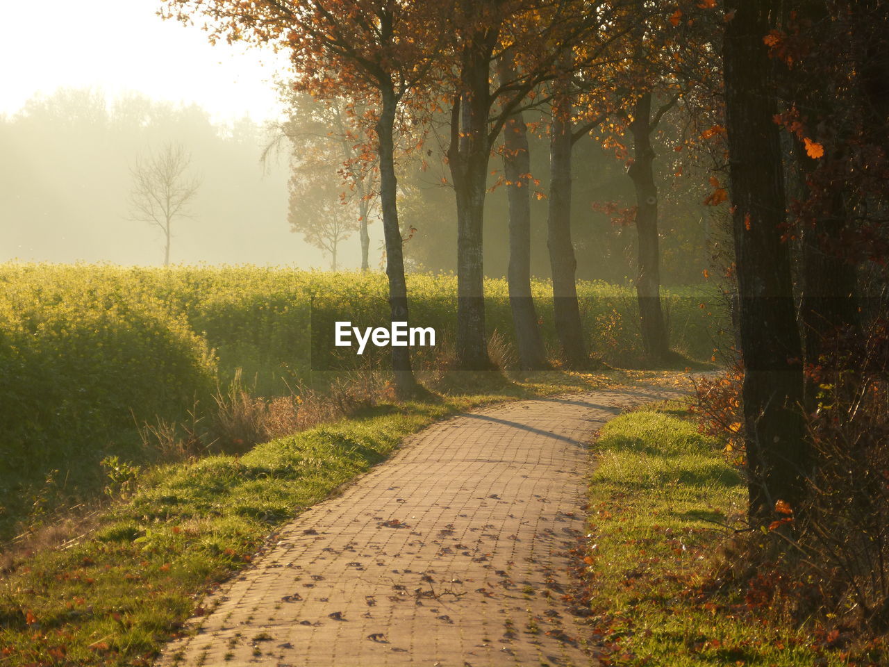 Footpath amidst trees in forest