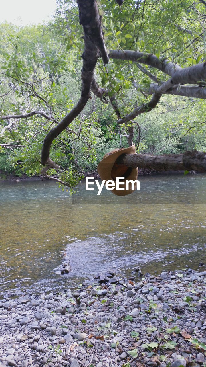 VIEW OF TREE HANGING OVER RIVER