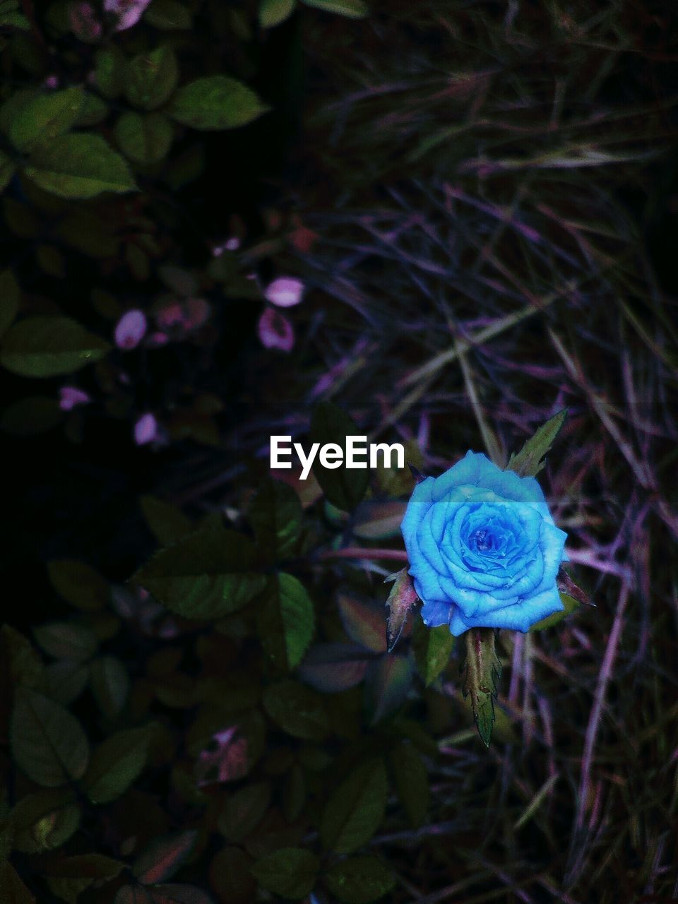 CLOSE-UP OF BLUE FLOWERS BLOOMING