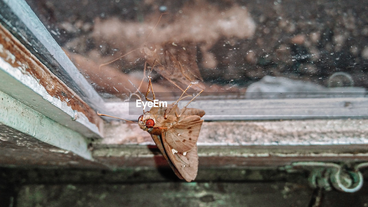 Beautiful butterflies in my mother's windowpane.