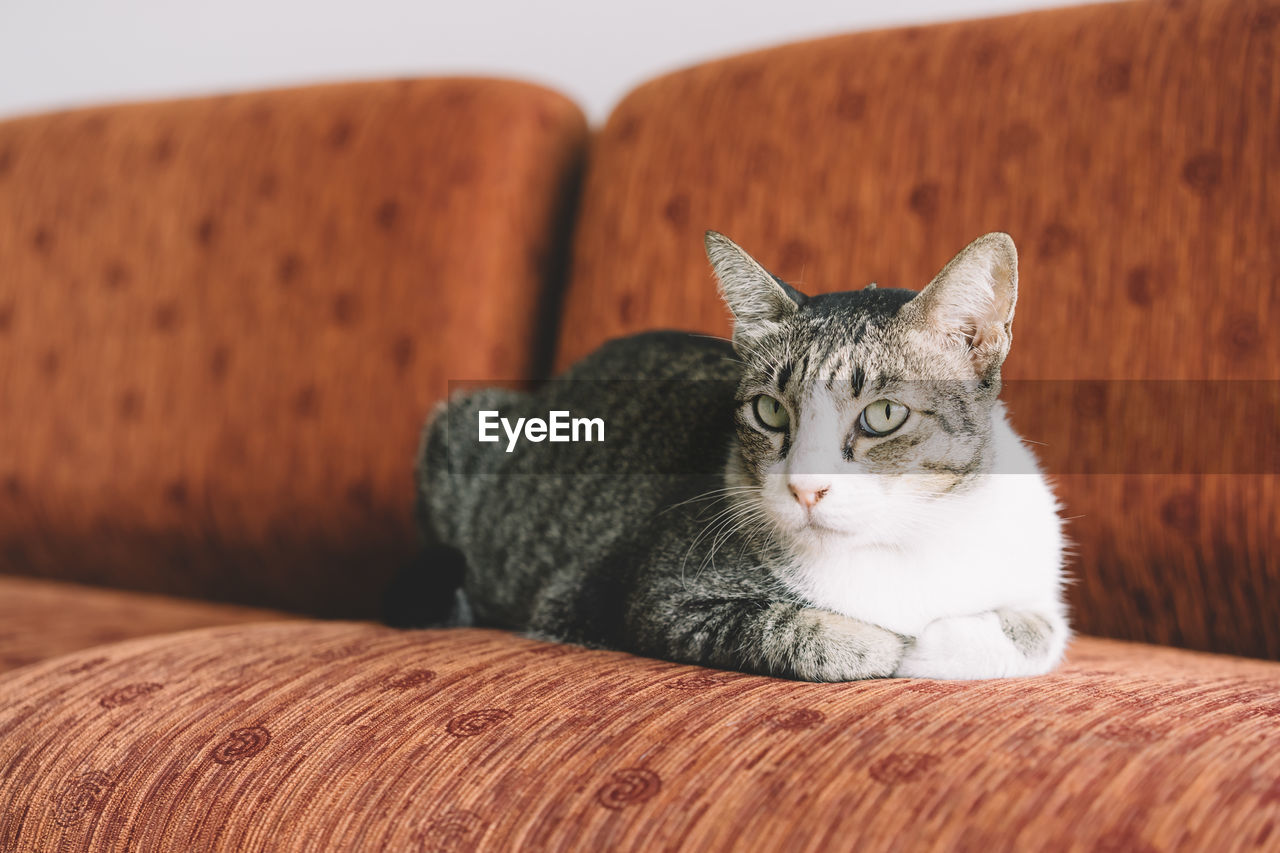 Close-up portrait of cat on sofa