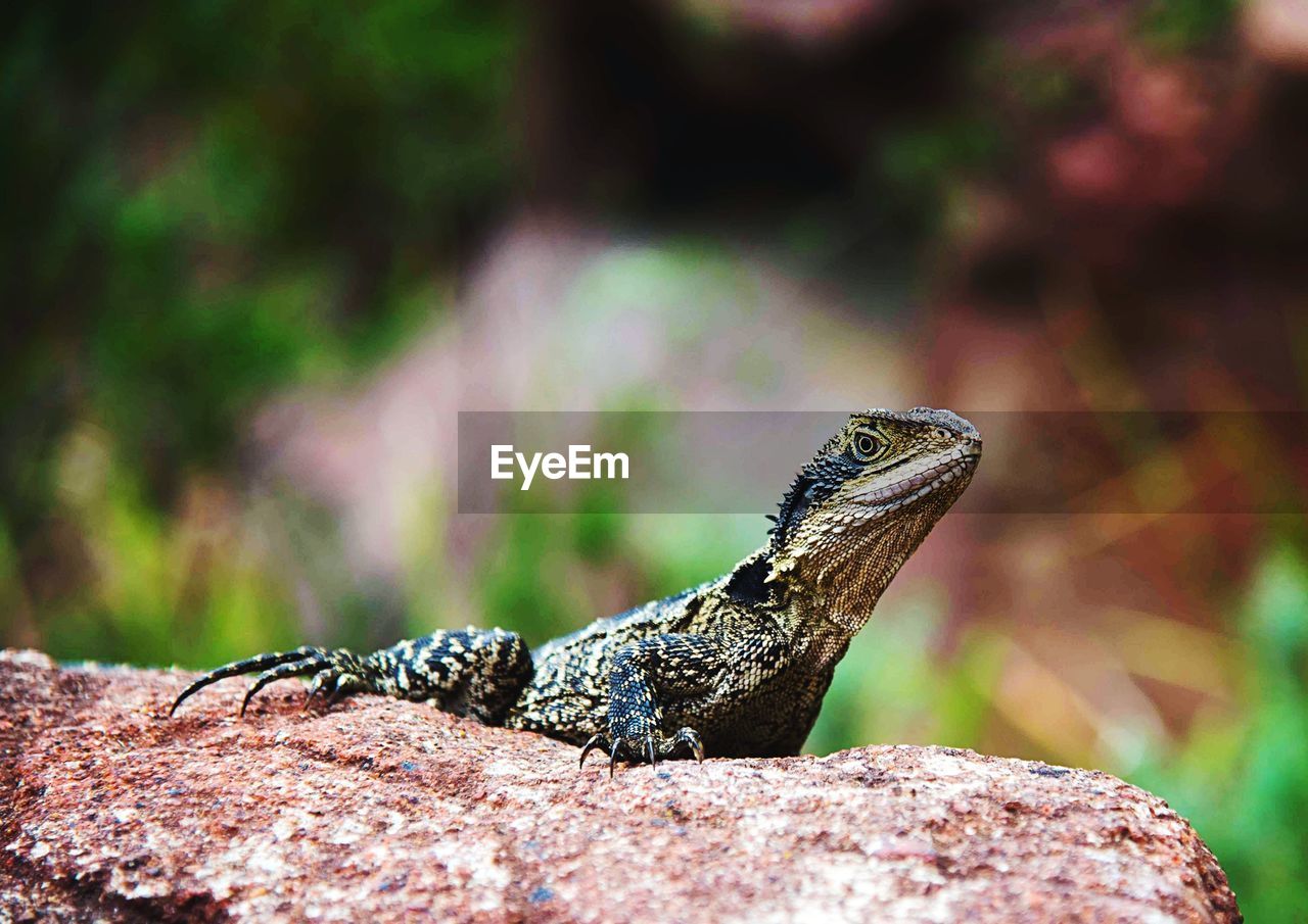 CLOSE-UP OF LIZARD AGAINST BLURRED BACKGROUND