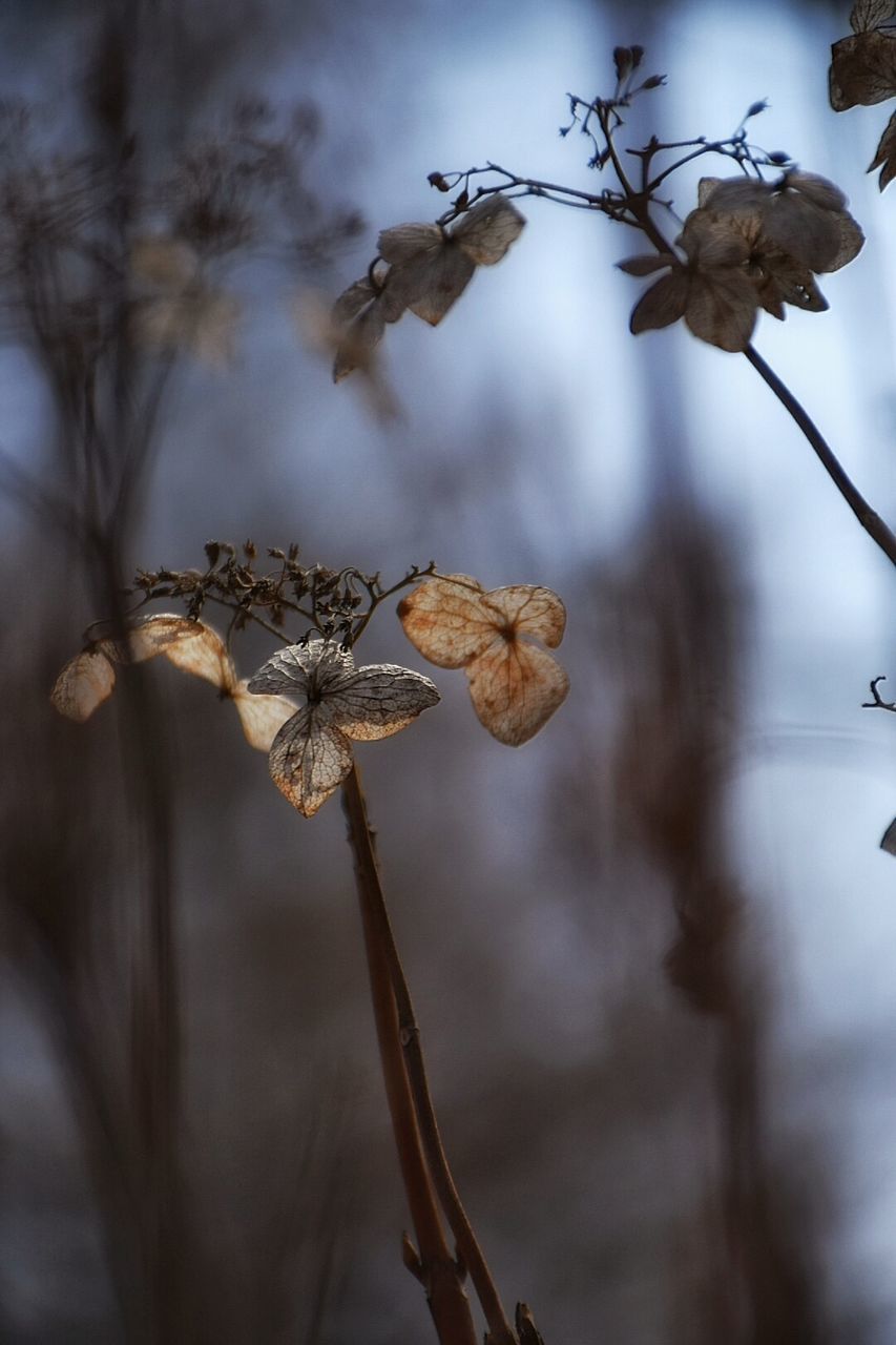 Close-up of flowers growing on tree