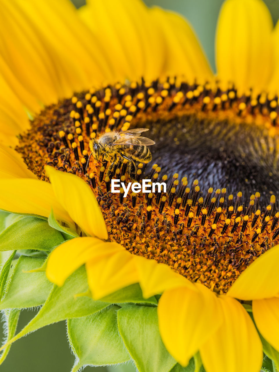 Close-up of honey bee on sunflower