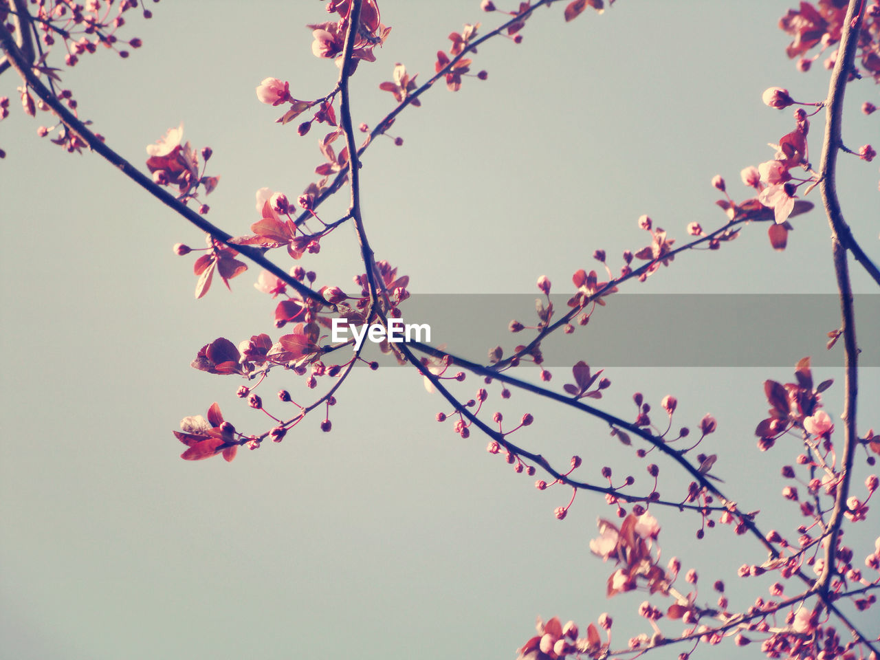 Low angle view of cherry blossoms blooming on twig