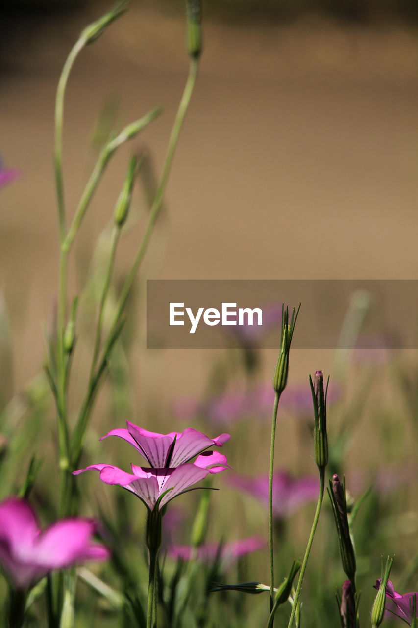 close-up of purple flowering plant