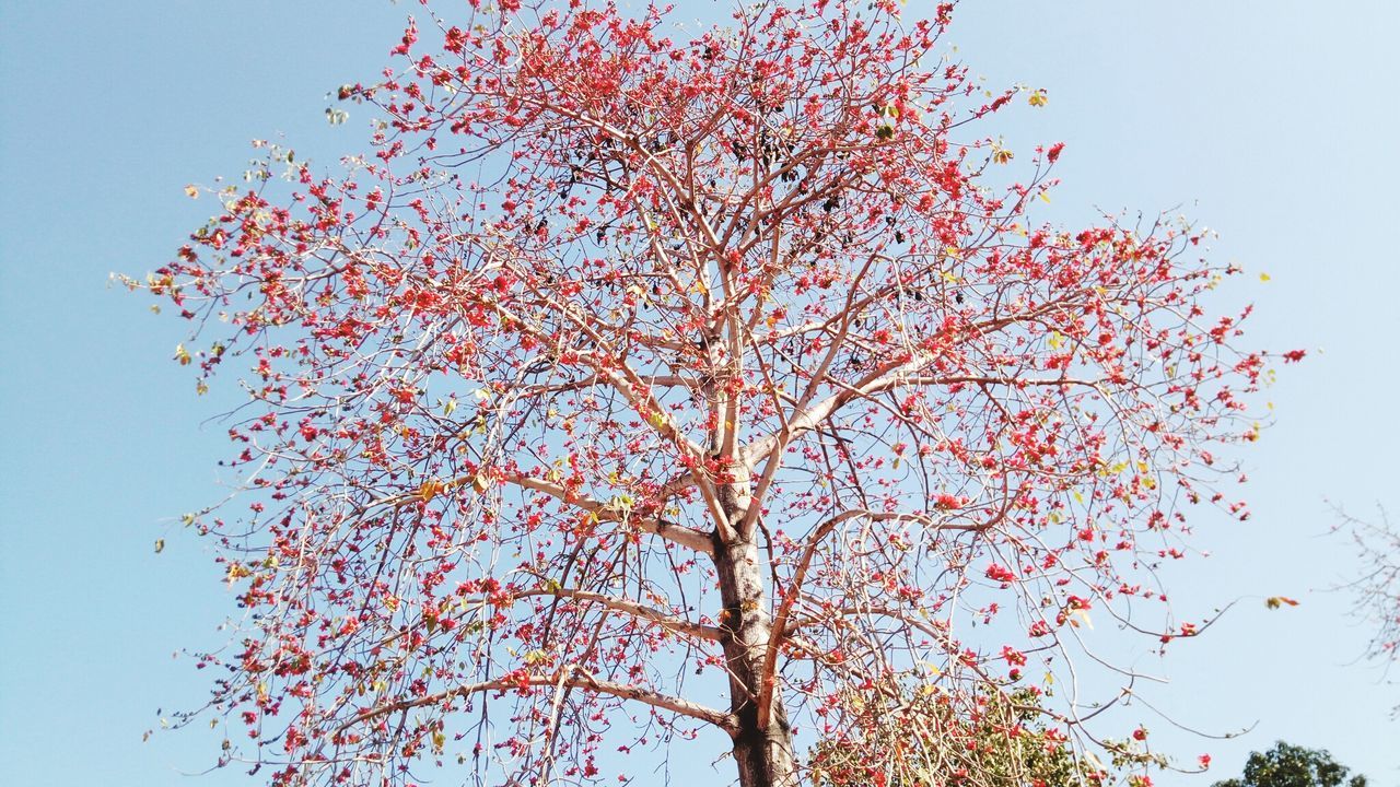 LOW ANGLE VIEW OF TREE AGAINST SKY