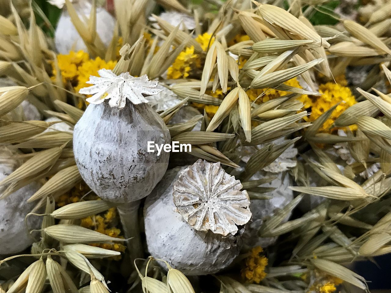 High angle view of white flowering plant