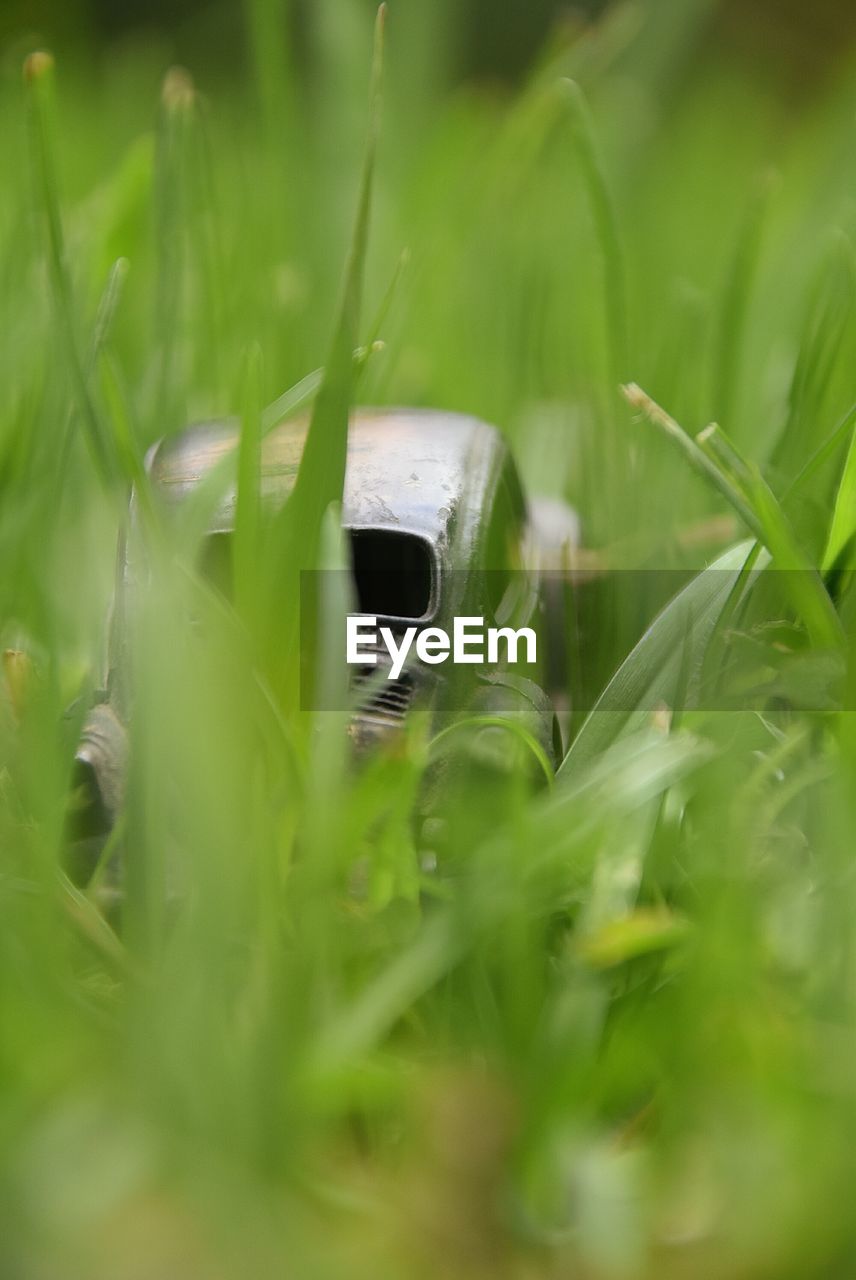 Close-up of grass growing on grassy field